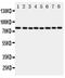 Cytochrome P450 Oxidoreductase antibody, PA5-79847, Invitrogen Antibodies, Western Blot image 