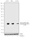 Myosin Light Chain 9 antibody, 711711, Invitrogen Antibodies, Western Blot image 