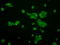 Lysyl Oxidase antibody, LS-C784513, Lifespan Biosciences, Immunofluorescence image 