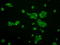 Protein-lysine 6-oxidase antibody, LS-C784513, Lifespan Biosciences, Immunofluorescence image 