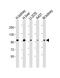 Aconitase 1 antibody, 61-255, ProSci, Western Blot image 