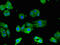 CREB Regulated Transcription Coactivator 1 antibody, CSB-PA757785LA01HU, Cusabio, Immunofluorescence image 