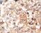 BGP antibody, PA5-11849, Invitrogen Antibodies, Immunohistochemistry paraffin image 
