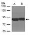 Putative endoplasmin-like protein antibody, PA5-27596, Invitrogen Antibodies, Western Blot image 