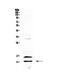 Platelet Factor 4 antibody, PA5-79810, Invitrogen Antibodies, Western Blot image 