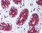 Cytoskeleton Associated Protein 4 antibody, 26-165, ProSci, Immunohistochemistry paraffin image 