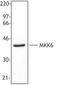 Mitogen-Activated Protein Kinase Kinase 6 antibody, LS-B2006, Lifespan Biosciences, Western Blot image 
