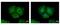 Keratin 31 antibody, PA5-29522, Invitrogen Antibodies, Immunofluorescence image 