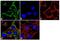 Basigin (Ok Blood Group) antibody, 34-5600, Invitrogen Antibodies, Immunofluorescence image 