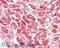 Centromere Protein U antibody, A07180, Boster Biological Technology, Immunohistochemistry paraffin image 