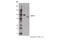 Activating Transcription Factor 6 antibody, 65880S, Cell Signaling Technology, Western Blot image 