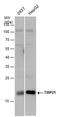 Transmembrane P24 Trafficking Protein 10 antibody, PA5-78350, Invitrogen Antibodies, Western Blot image 