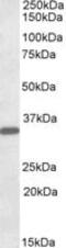 Fibrinogen Like 1 antibody, MBS421741, MyBioSource, Western Blot image 