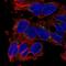 Solute Carrier Family 29 Member 3 antibody, NBP2-58806, Novus Biologicals, Immunofluorescence image 