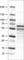 RUNX Family Transcription Factor 2 antibody, AMAb90591, Atlas Antibodies, Western Blot image 