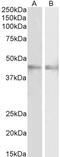 Ring Finger Protein 13 antibody, LS-C205056, Lifespan Biosciences, Western Blot image 