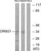 Olfactory Receptor Family 8 Subfamily G Member 1 (Gene/Pseudogene) antibody, abx015453, Abbexa, Western Blot image 