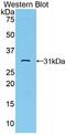 TGF-Beta Activated Kinase 1 (MAP3K7) Binding Protein 1 antibody, MBS2004694, MyBioSource, Western Blot image 