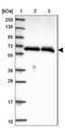 Heterogeneous Nuclear Ribonucleoprotein L antibody, NBP2-33627, Novus Biologicals, Western Blot image 