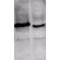 Inhibitor of growth protein 1 antibody, PA5-77823, Invitrogen Antibodies, Western Blot image 
