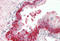 BH3 Interacting Domain Death Agonist antibody, MBS248705, MyBioSource, Immunohistochemistry frozen image 