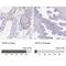 TIMELESS-interacting protein antibody, NBP2-38860, Novus Biologicals, Immunohistochemistry paraffin image 