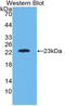 Lymphotoxin-alpha antibody, MBS2027066, MyBioSource, Western Blot image 