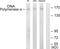 DNA  antibody, PA5-39886, Invitrogen Antibodies, Western Blot image 