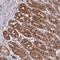 Coiled-Coil Domain Containing 69 antibody, HPA043648, Atlas Antibodies, Immunohistochemistry frozen image 