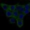 Actin Alpha 2, Smooth Muscle antibody, M01072-1, Boster Biological Technology, Immunofluorescence image 