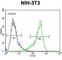 Cytochrome P450 26A1 antibody, abx025102, Abbexa, Western Blot image 