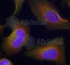 Protein Kinase C Theta antibody, AP0260, ABclonal Technology, Immunofluorescence image 