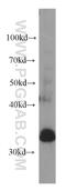 Mesoderm-specific transcript protein antibody, 60263-1-Ig, Proteintech Group, Western Blot image 