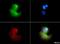 Very Low Density Lipoprotein Receptor antibody, NBP1-78162, Novus Biologicals, Immunocytochemistry image 
