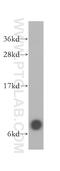 G Protein Subunit Gamma 4 antibody, 13780-1-AP, Proteintech Group, Western Blot image 