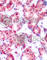 GATA Binding Protein 1 antibody, AP0134, ABclonal Technology, Immunohistochemistry paraffin image 