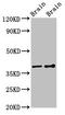 Guanine nucleotide-binding protein G(I)/G(S)/G(T) subunit beta-1 antibody, LS-C678114, Lifespan Biosciences, Western Blot image 