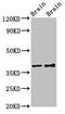 G Protein Subunit Beta 1 antibody, LS-C678114, Lifespan Biosciences, Western Blot image 