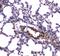 Myosin Light Chain Kinase antibody, A01697-2, Boster Biological Technology, Immunohistochemistry paraffin image 