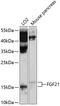 Fibroblast Growth Factor 21 antibody, GTX64384, GeneTex, Western Blot image 