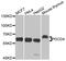 Programmed Cell Death 4 antibody, MBS126672, MyBioSource, Western Blot image 