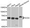 Programmed Cell Death 4 antibody, MBS126672, MyBioSource, Western Blot image 