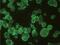 HSV antibody, NB500-476, Novus Biologicals, Immunocytochemistry image 