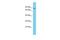 Spermatogenesis Associated 5 Like 1 antibody, A15725, Boster Biological Technology, Western Blot image 