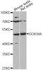 DDX39A antibody, LS-C747654, Lifespan Biosciences, Western Blot image 