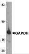 GAPDH antibody, 5003, ProSci Inc, Western Blot image 