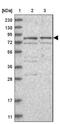 DNA Polymerase Eta antibody, NBP1-87166, Novus Biologicals, Western Blot image 