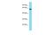 Alpha-L-Fucosidase 2 antibody, PA5-70565, Invitrogen Antibodies, Western Blot image 