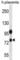 NLR Family Pyrin Domain Containing 10 antibody, abx027423, Abbexa, Western Blot image 