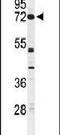 CNGA2 antibody, PA5-24784, Invitrogen Antibodies, Western Blot image 